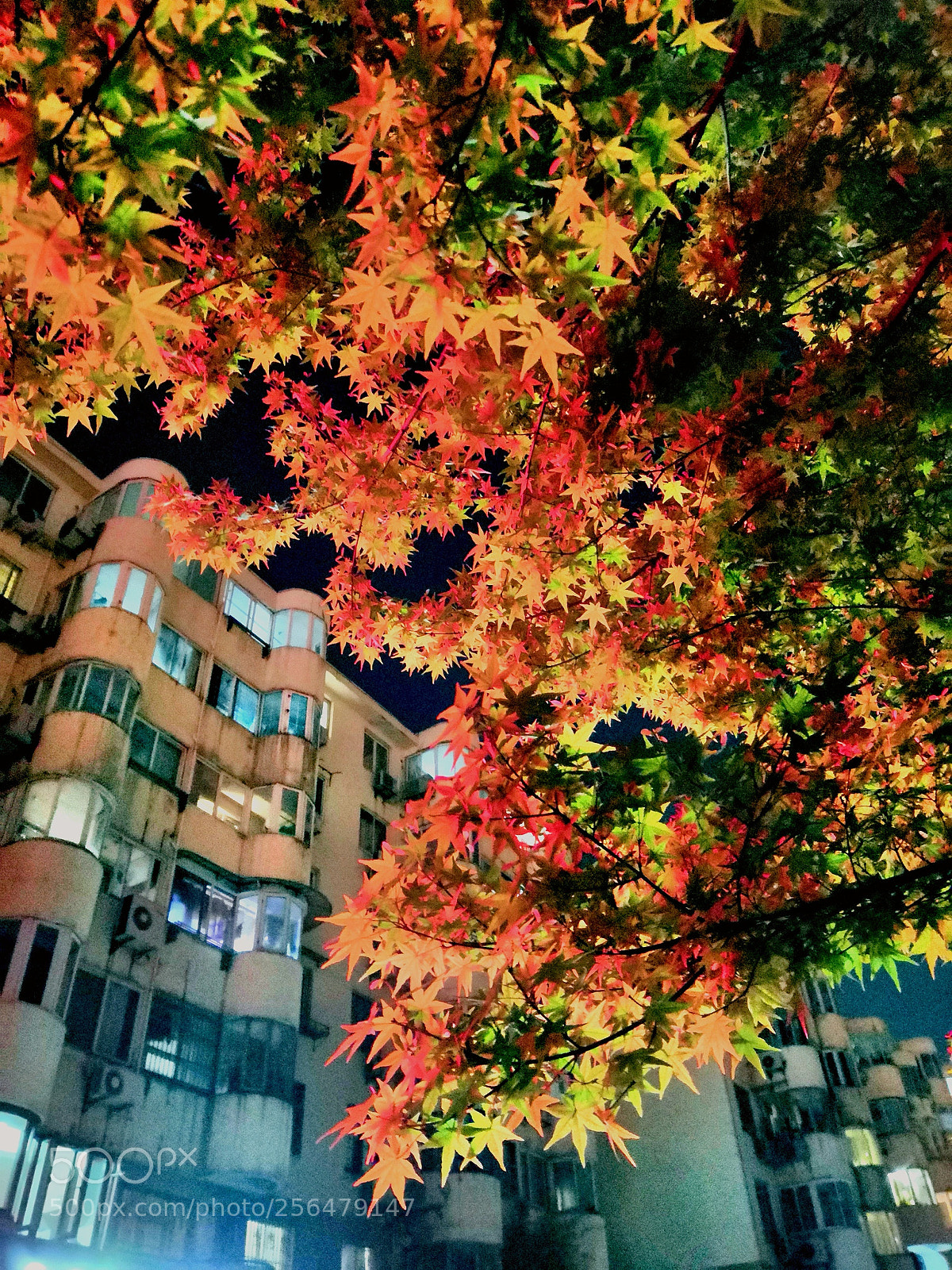 HUAWEI Honor 10 sample photo. Maple leaves in night photography