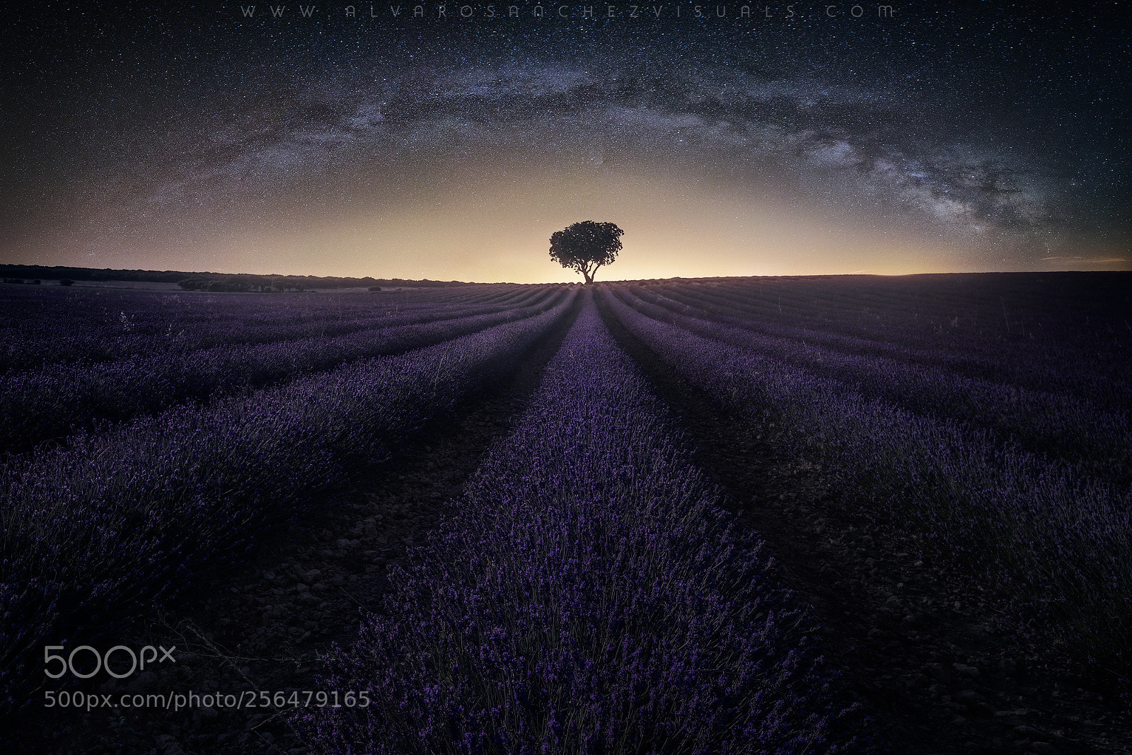 Canon EOS 6D sample photo. Lavender dream photography