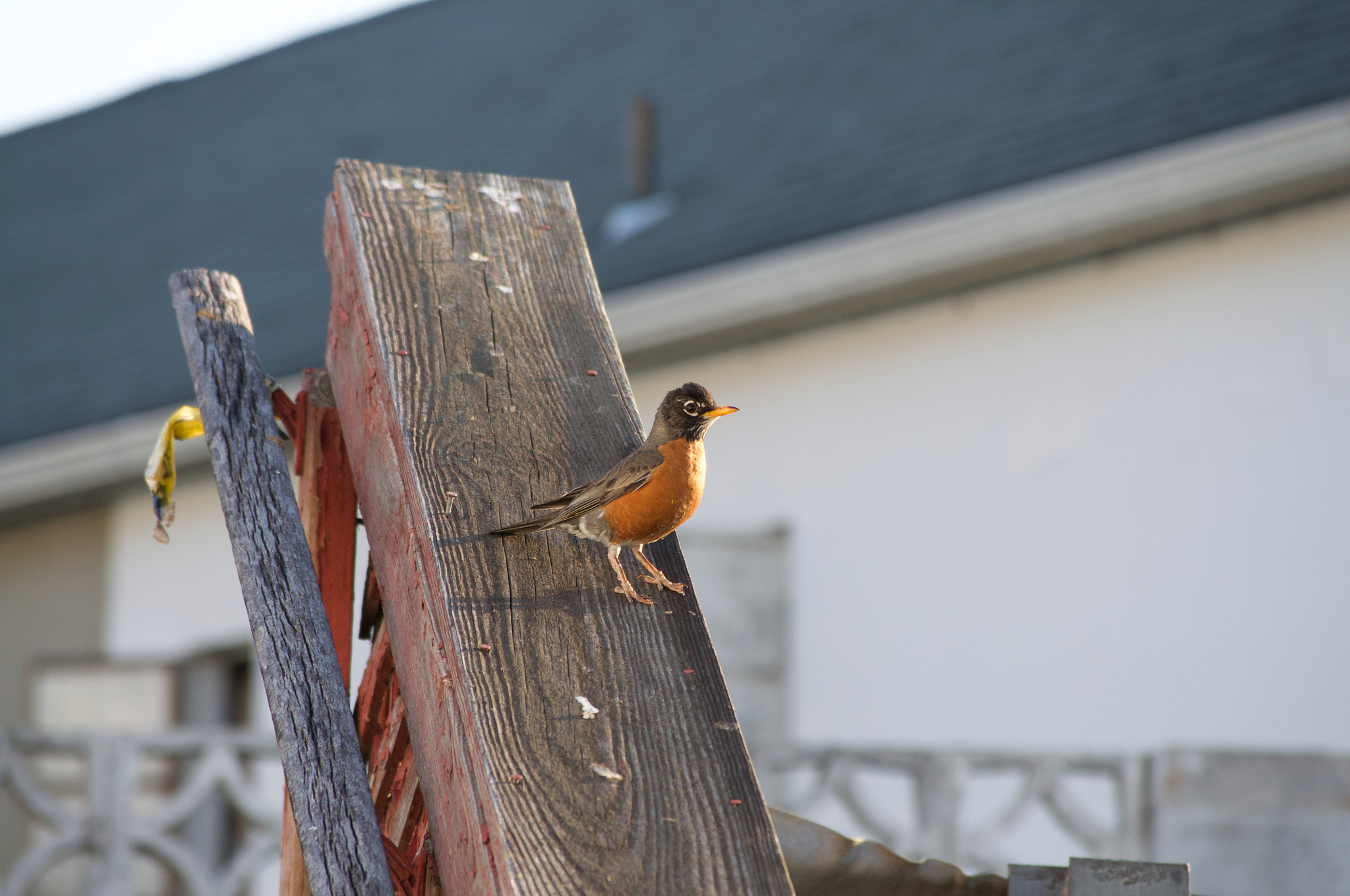 Nikon D5000 sample photo. Life and death in a motel photography