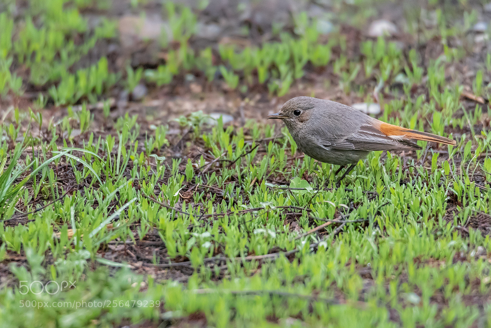 Nikon D750 sample photo. A small bird on photography