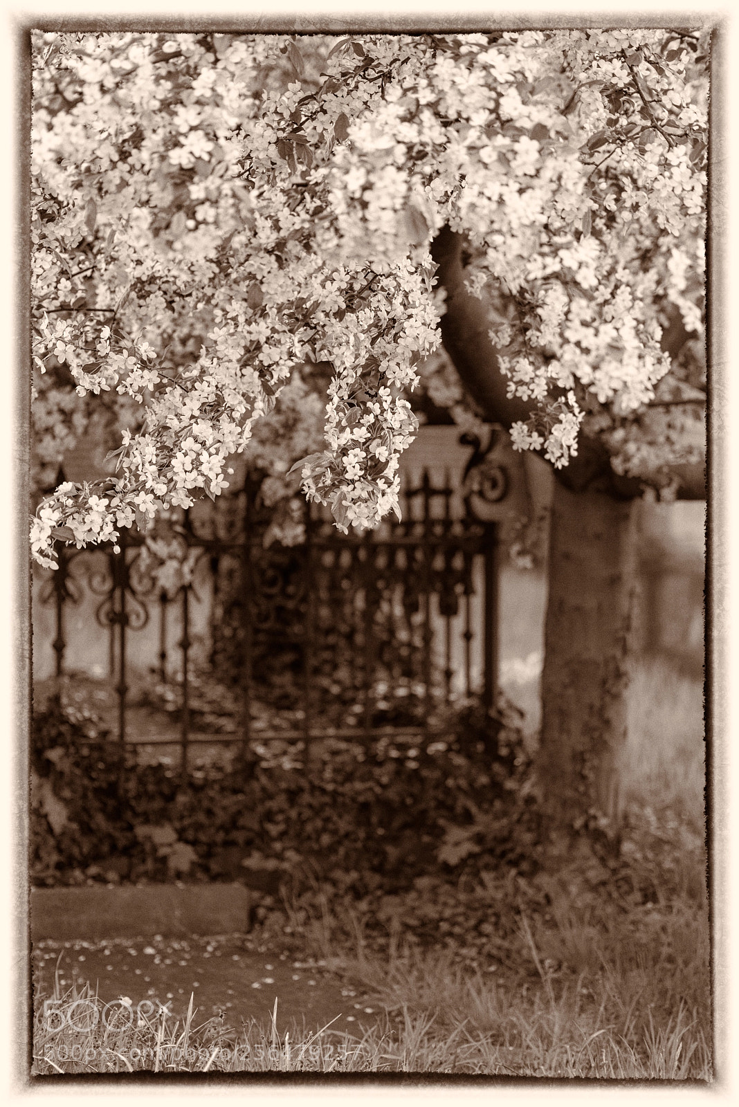 Nikon D610 sample photo. A beautiful grave... photography