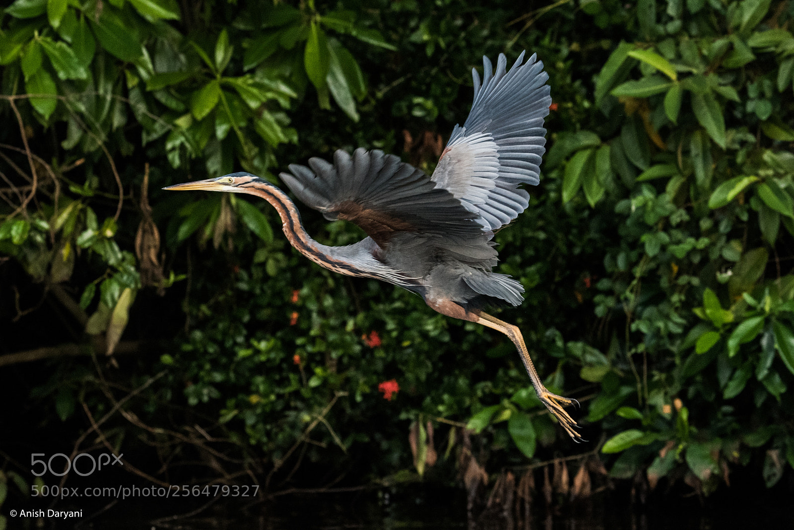 Nikon D810 sample photo. Purple heron in flight photography
