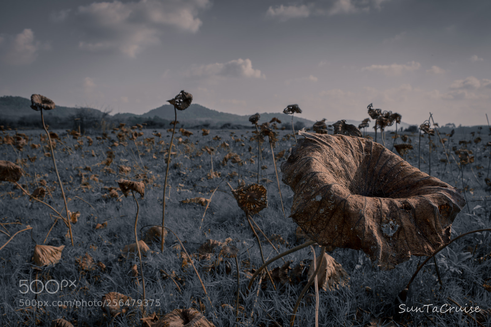 Nikon D7200 sample photo. Seasonal photography