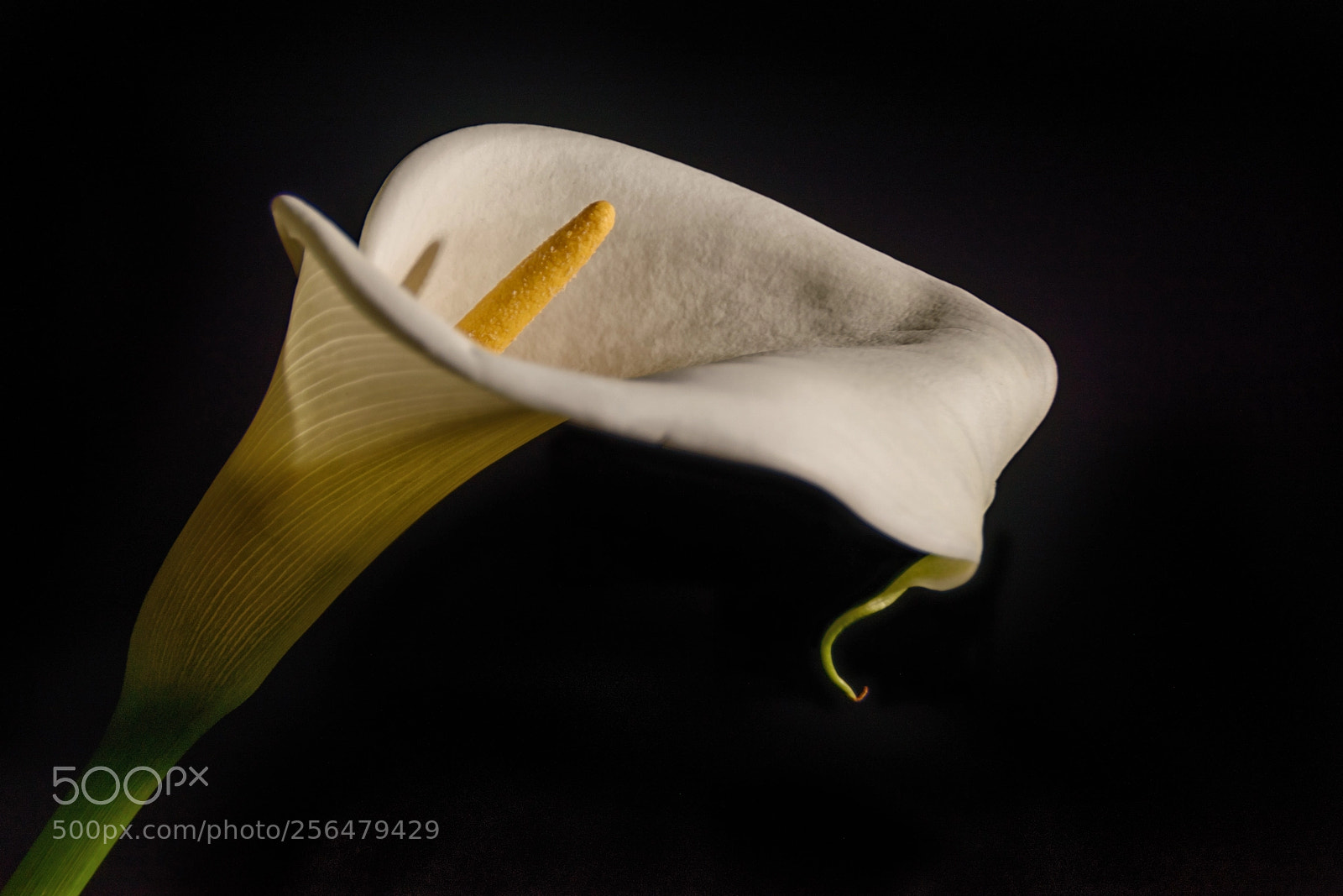 Nikon D5500 sample photo. White calla lily photography