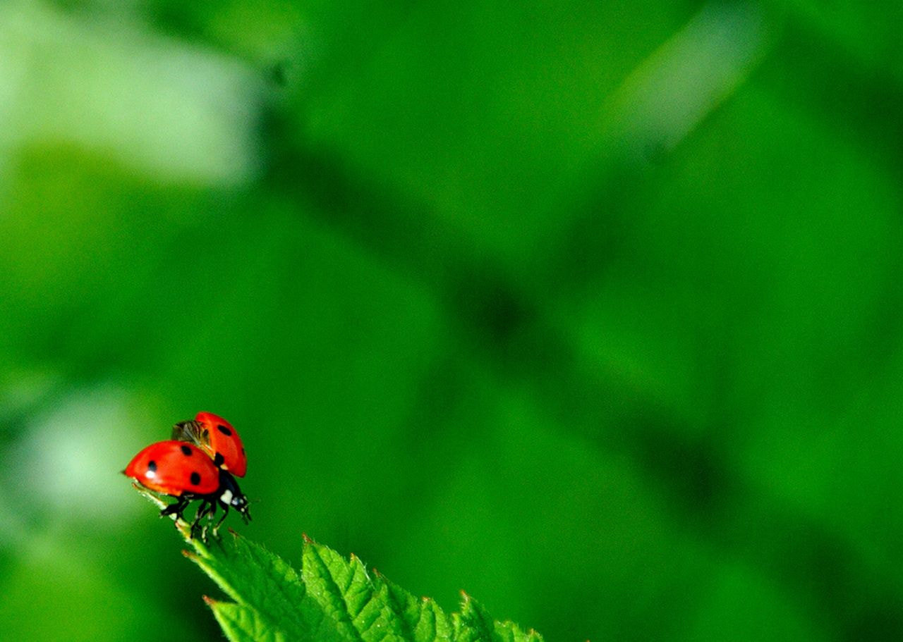 Nikon D300 sample photo. Coccinelle photography