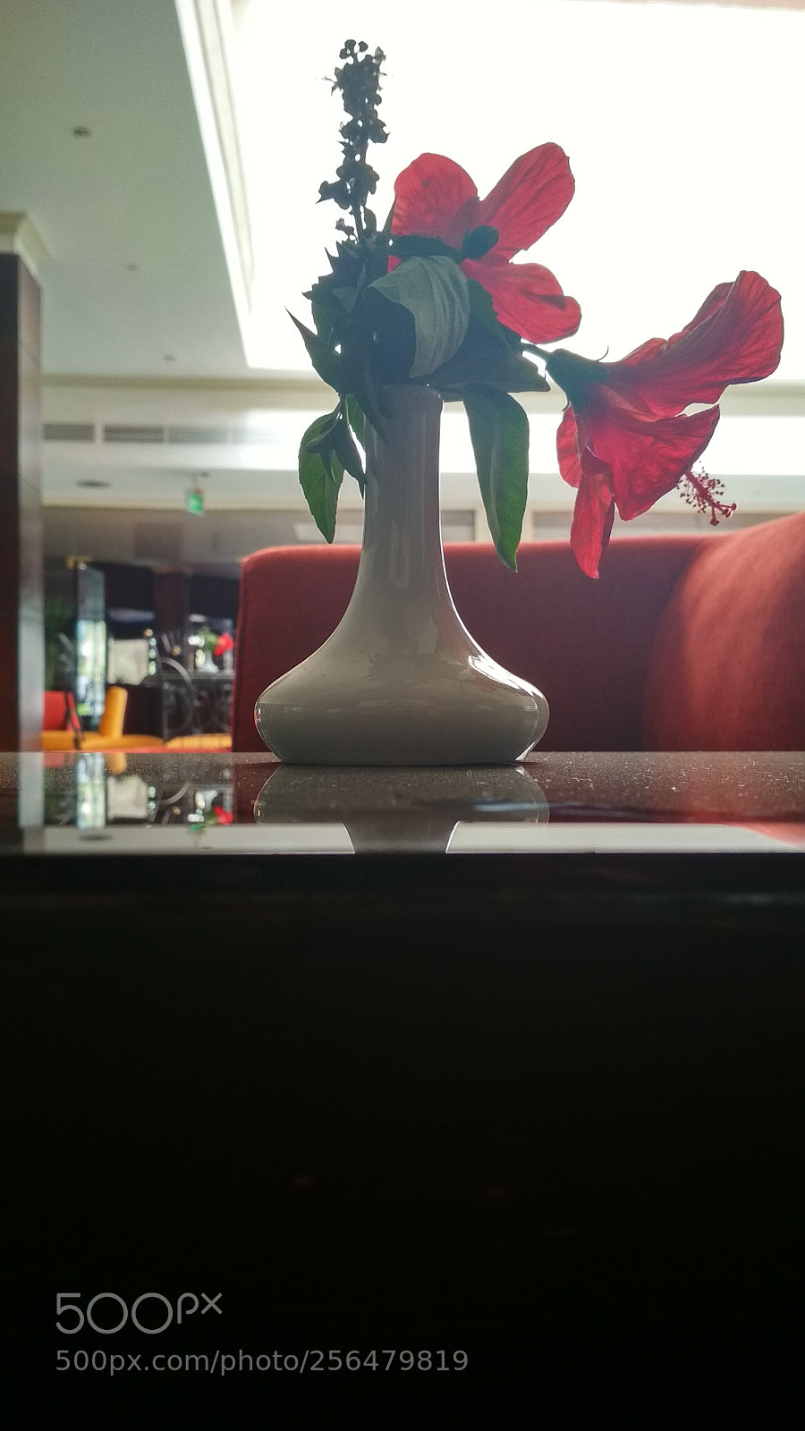 Xiaomi Redmi 4X sample photo. Flower photography