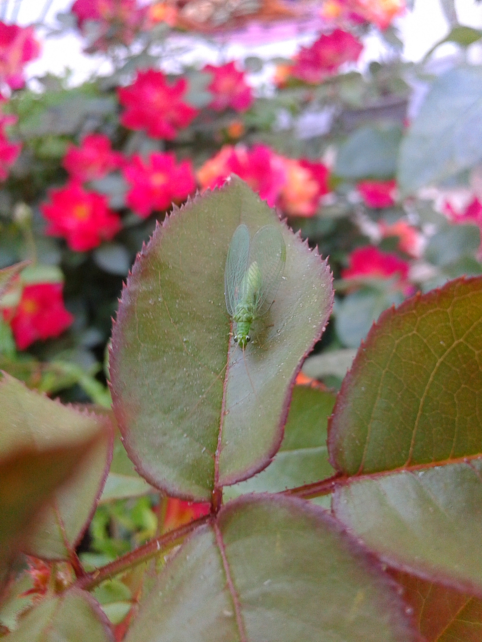 Samsung Galaxy Core sample photo
