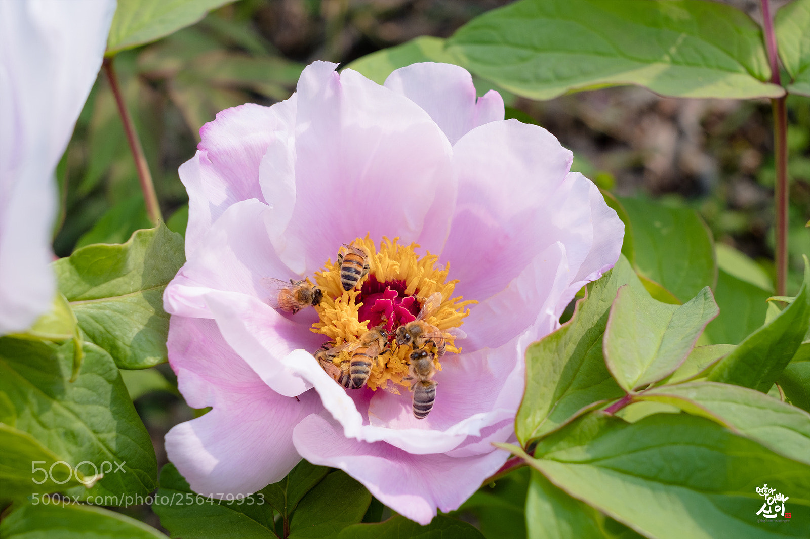 Fujifilm X-T2 sample photo. Paeonia & bees photography