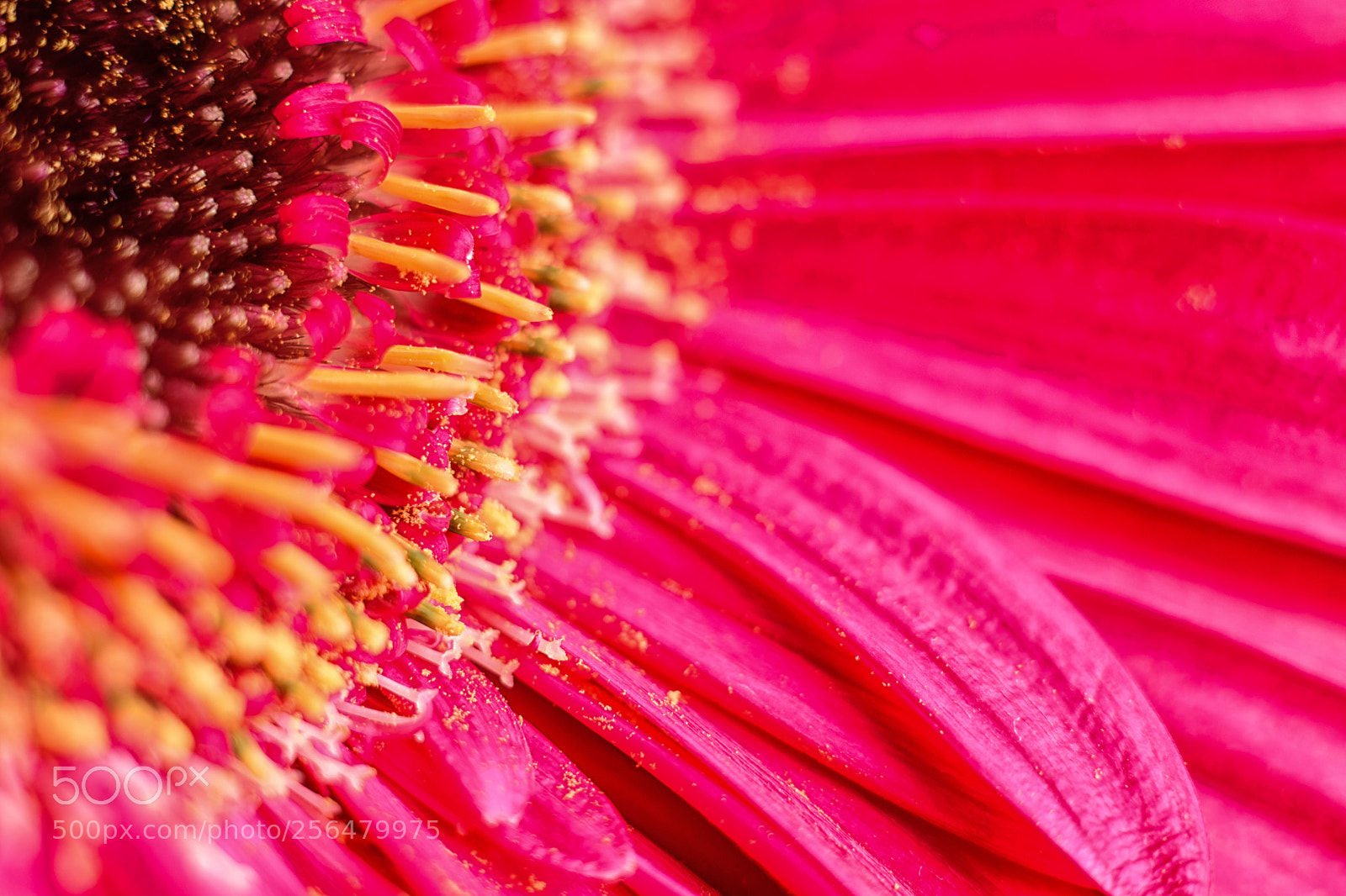 Nikon D5500 sample photo. Pink gerbera daisy photography