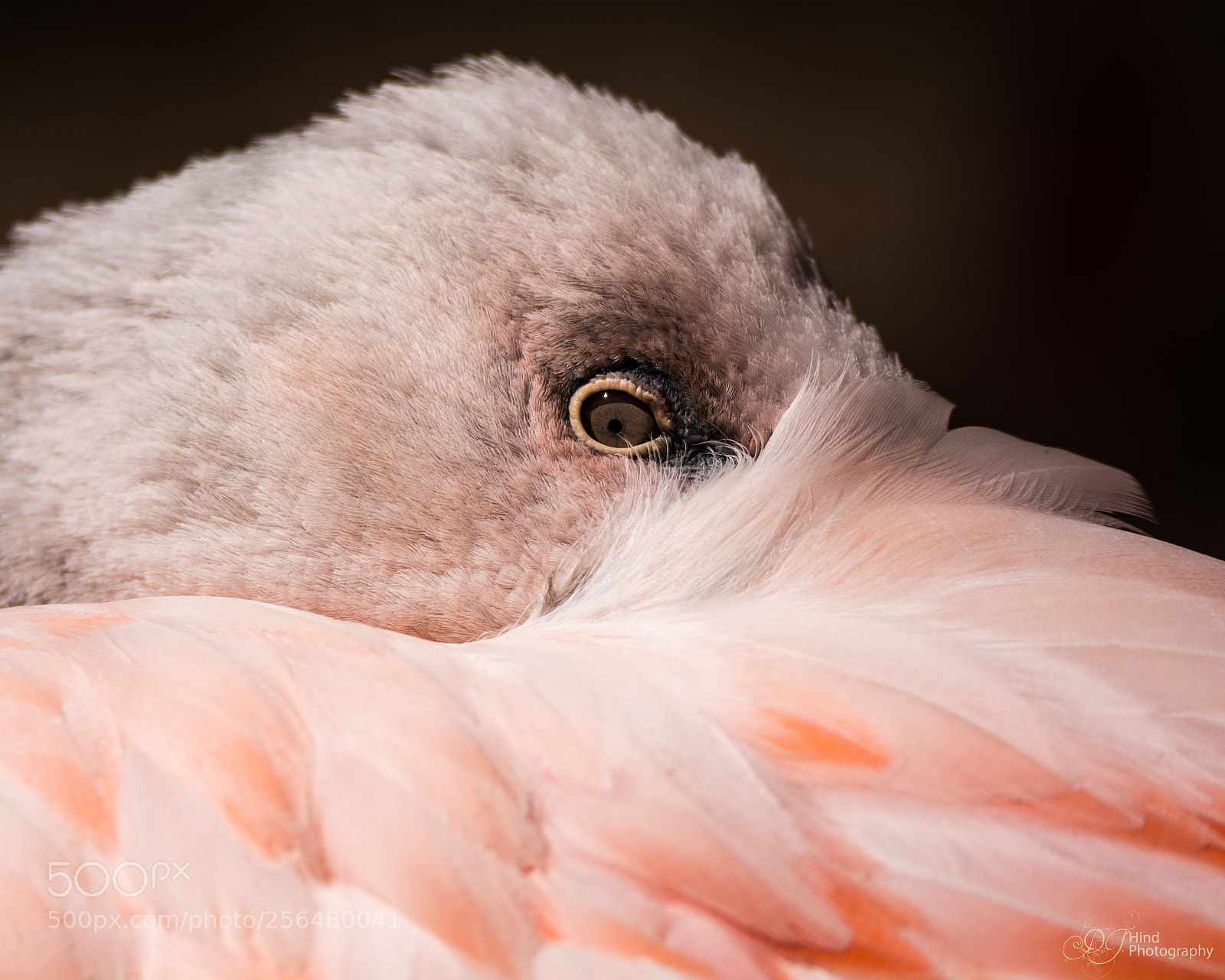 Nikon D5200 sample photo. The watching photography