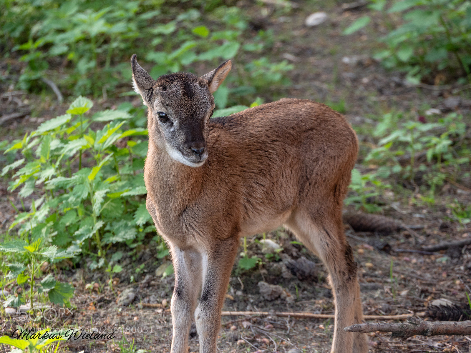 Panasonic Lumix DC-G9 sample photo. Junger bock in poing photography