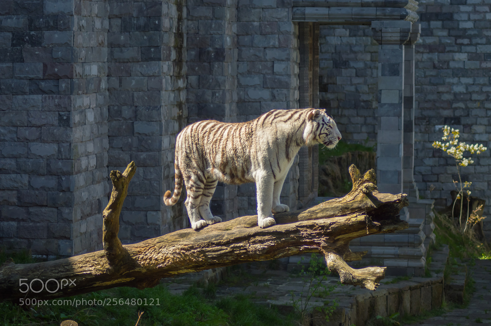 Nikon D3200 sample photo. White tiger lying in photography