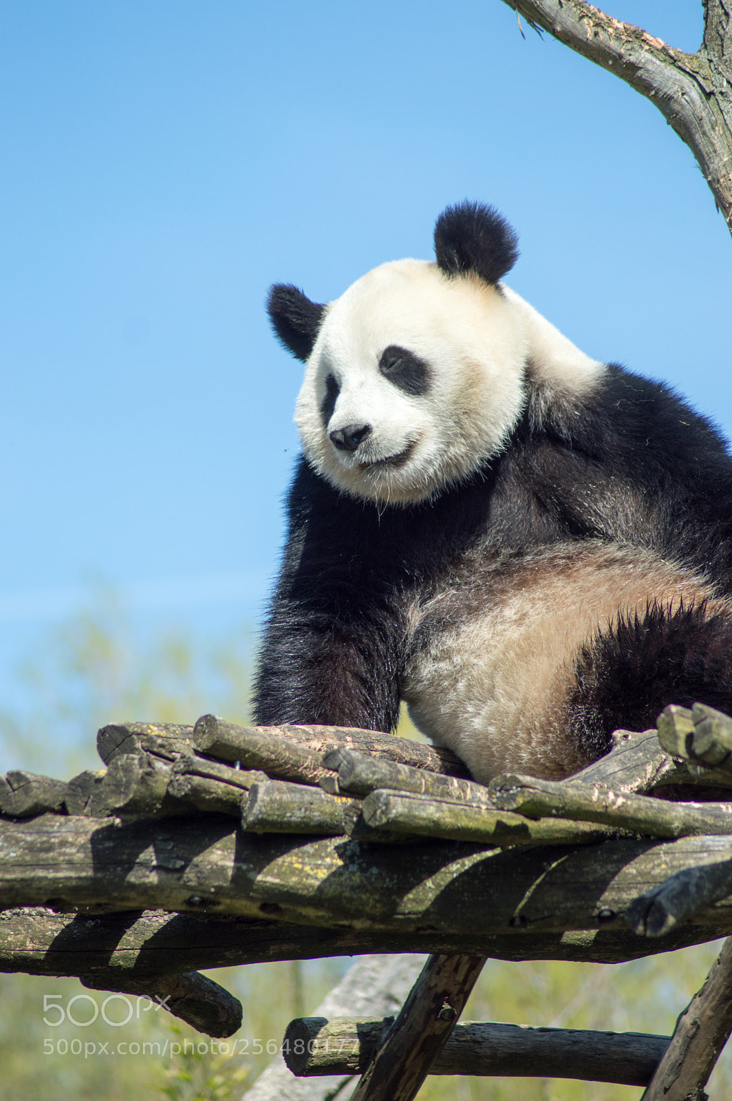 Nikon D3200 sample photo. Giant panda sitting on photography