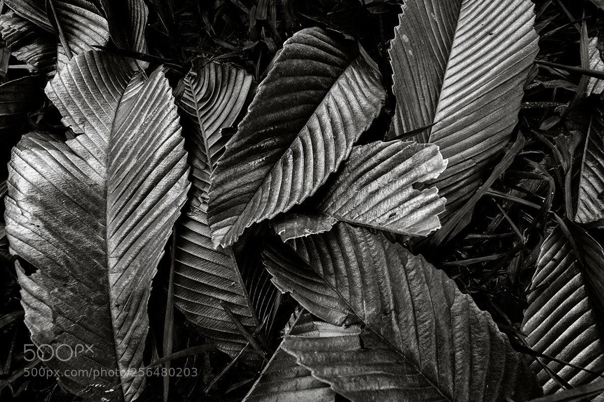Nikon D850 sample photo. Chaotic beauty photography
