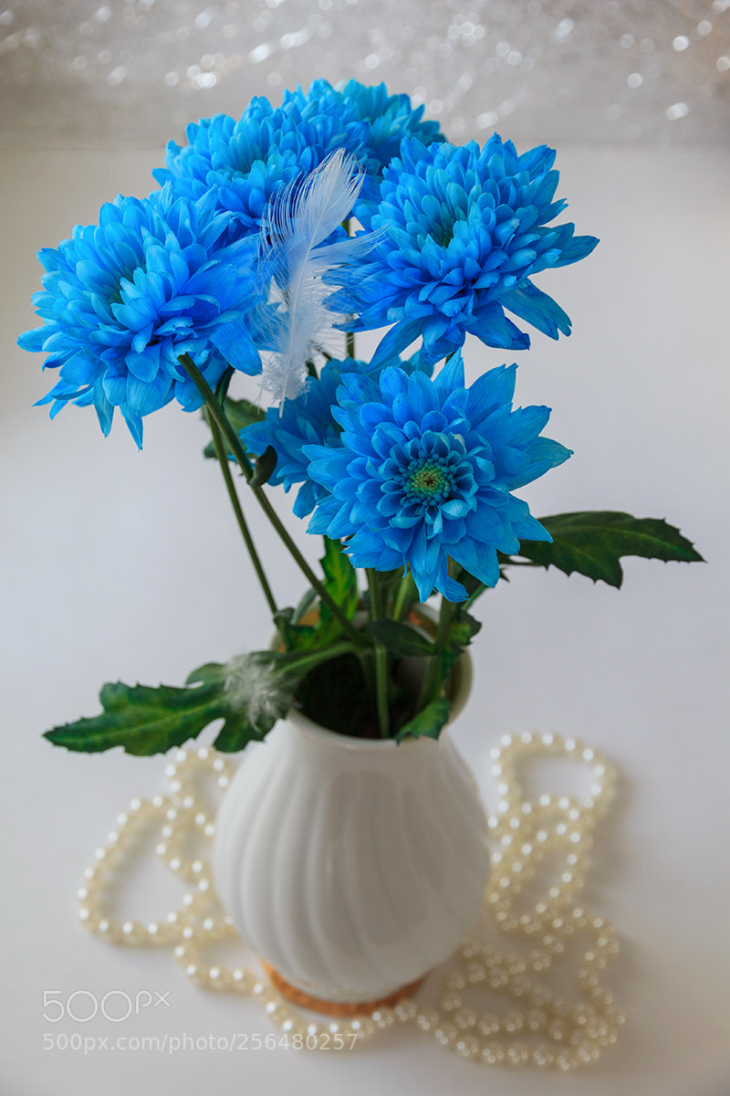 Canon EOS 600D (Rebel EOS T3i / EOS Kiss X5) sample photo. Голубые хризантемы photography