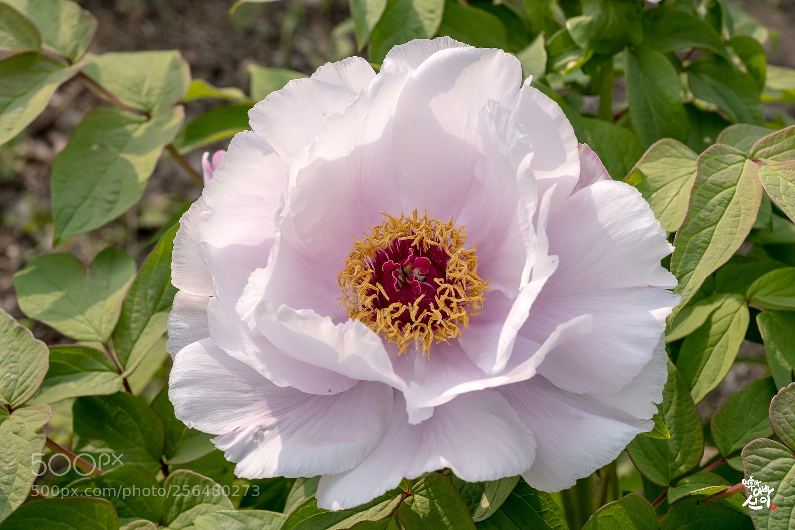 Fujifilm X-T2 sample photo. Pink paeonia photography