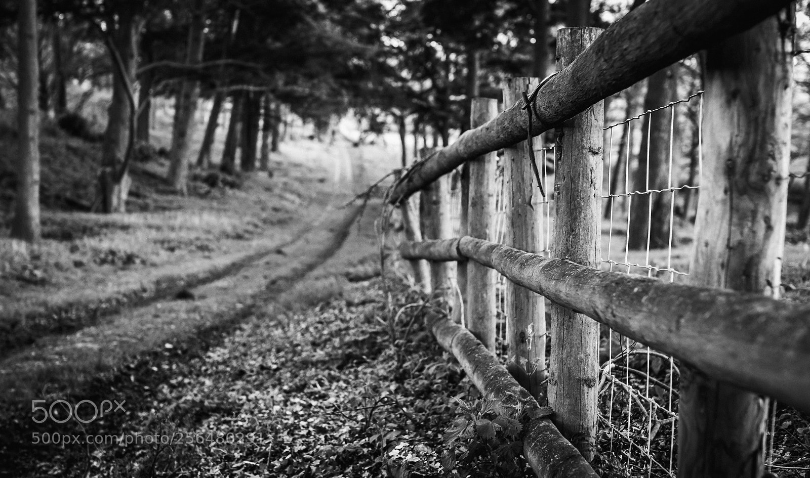 Canon EOS 700D (EOS Rebel T5i / EOS Kiss X7i) sample photo. Rural delight photography