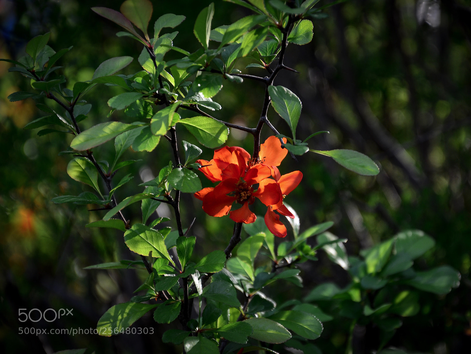 Nikon D7000 sample photo. Red photography