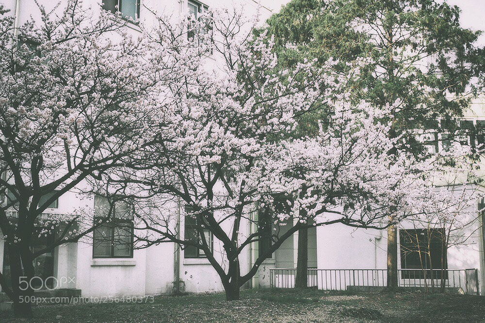 Canon EOS-1D Mark III sample photo. Dream .. photography