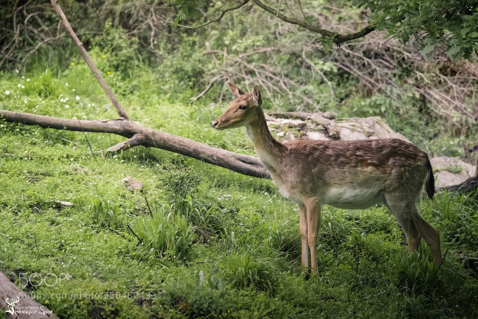 Nikon D810 sample photo. Fallow deer photography