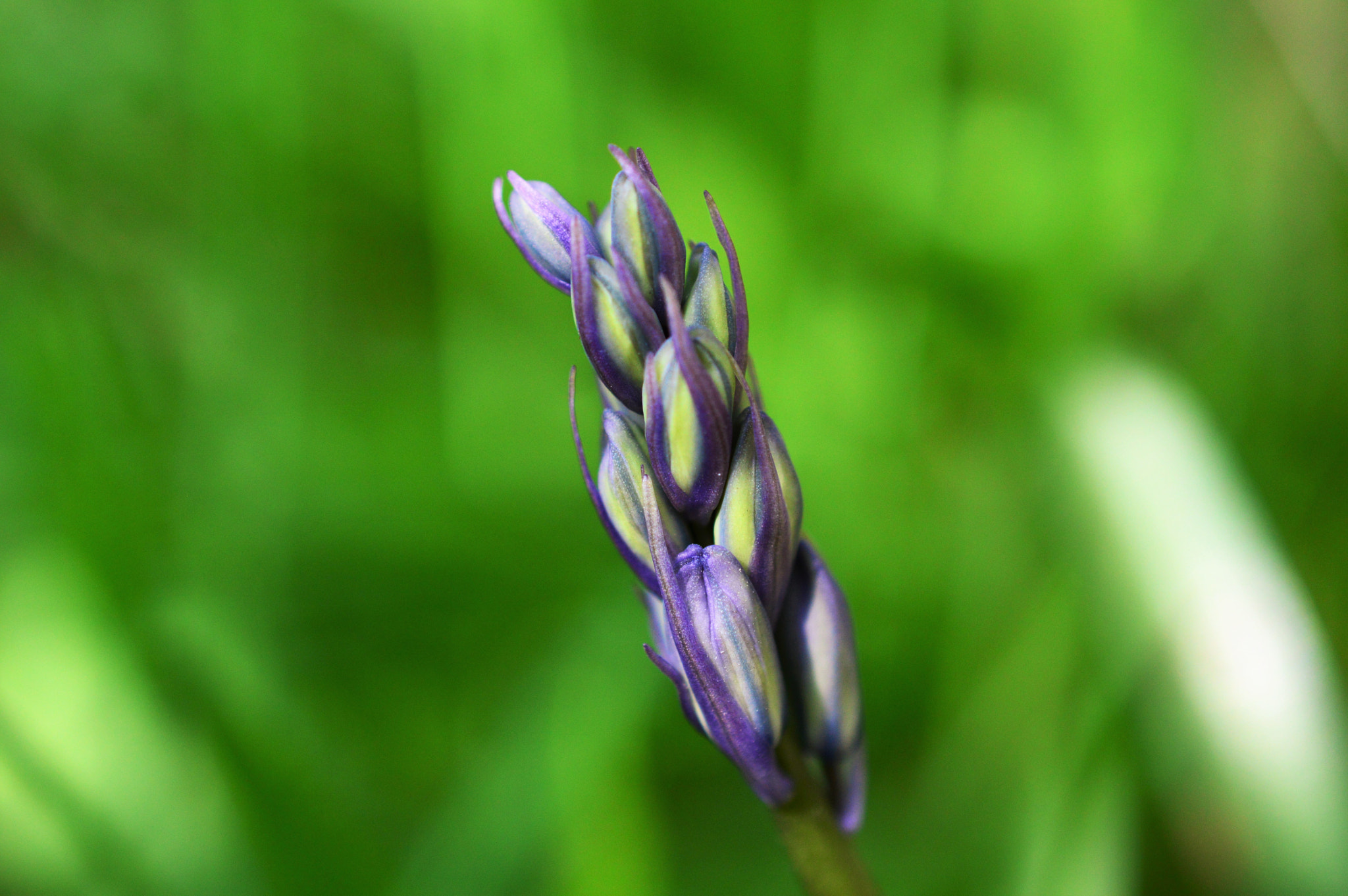 Nikon AF-S DX Micro Nikkor 40mm F2.8 sample photo. Purple flower photography
