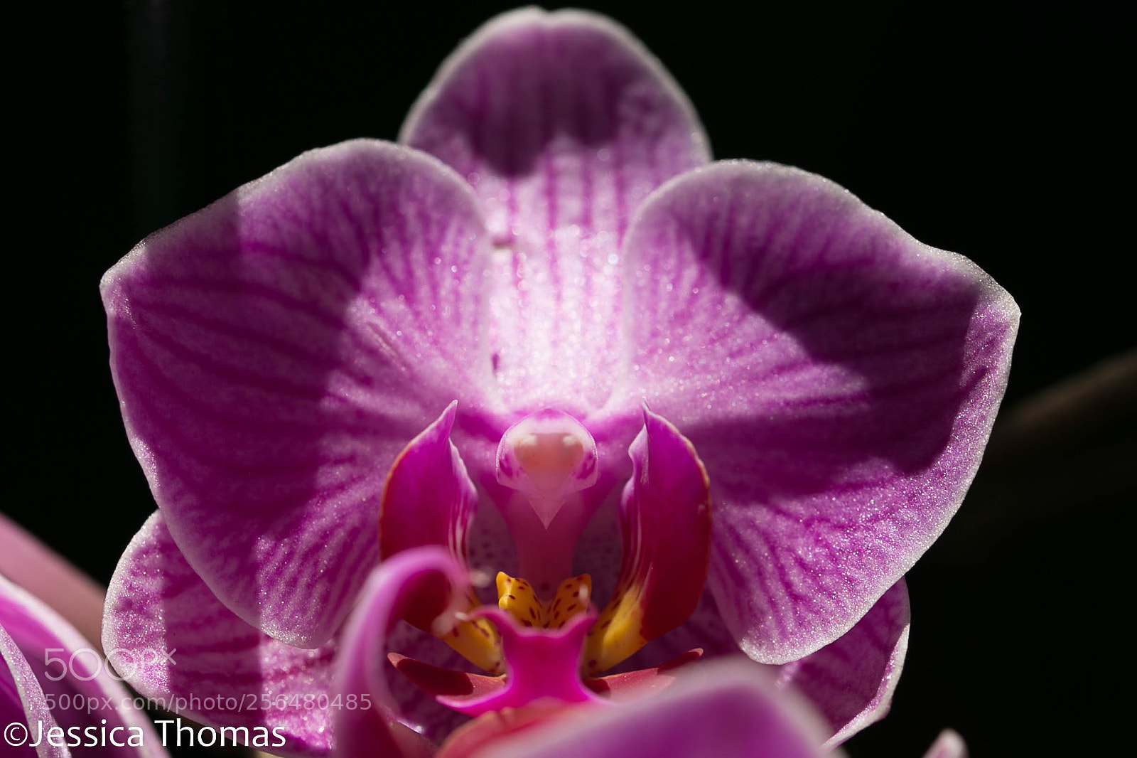 Canon EOS 6D sample photo. Untitled photography