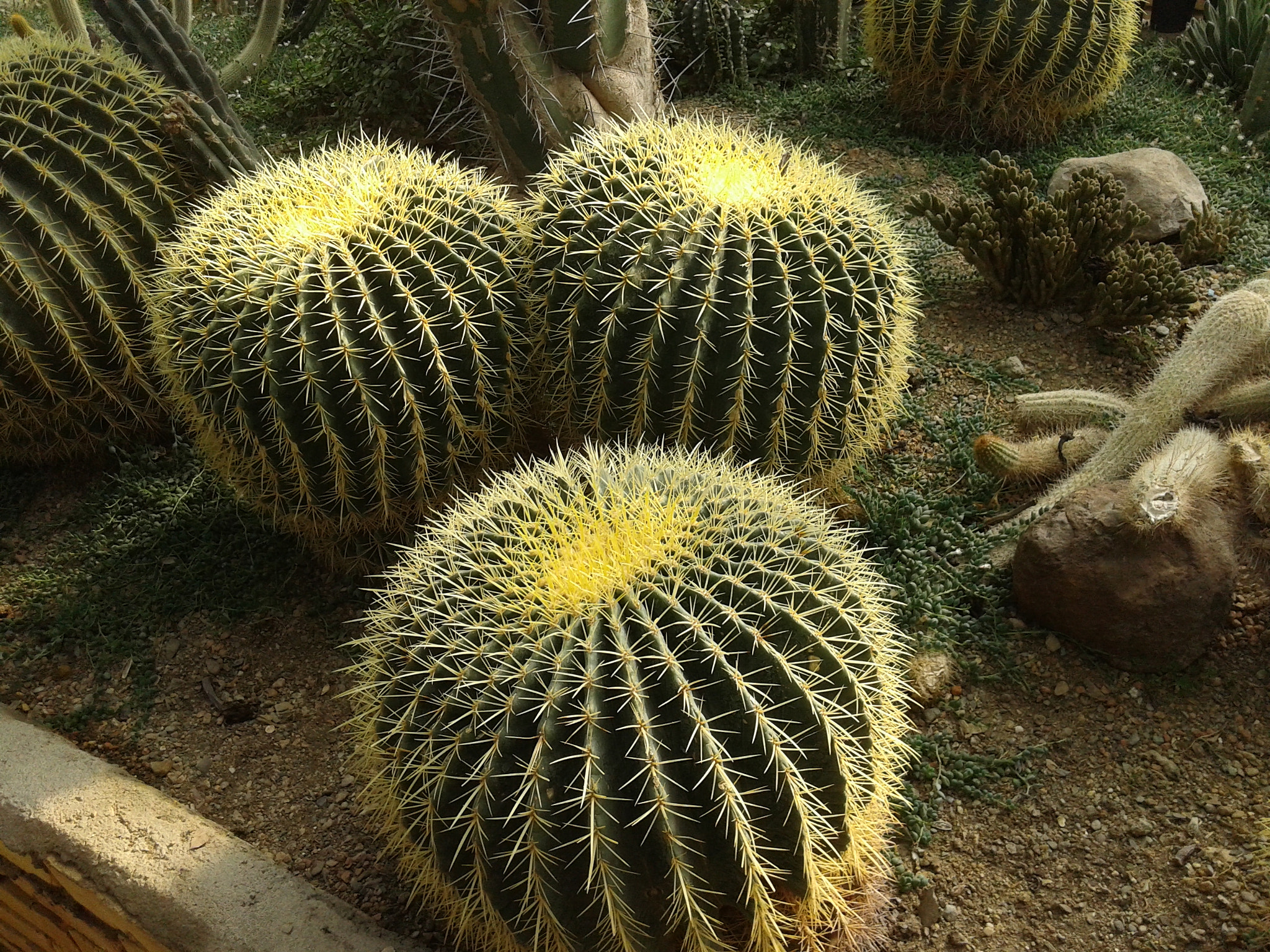 Samsung Galaxy Core sample photo