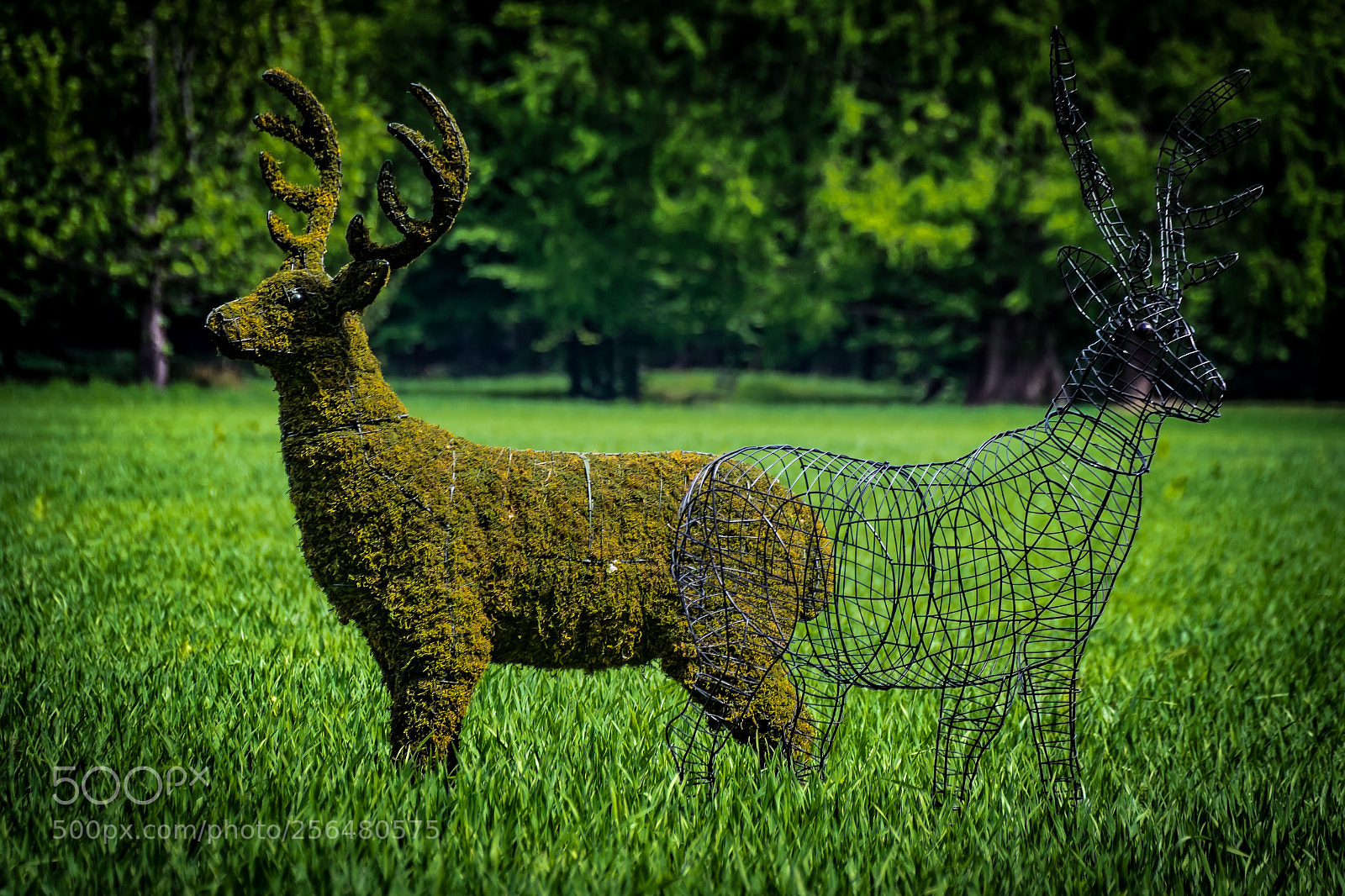 Nikon D3300 sample photo. Parc de schoppenwihr photography