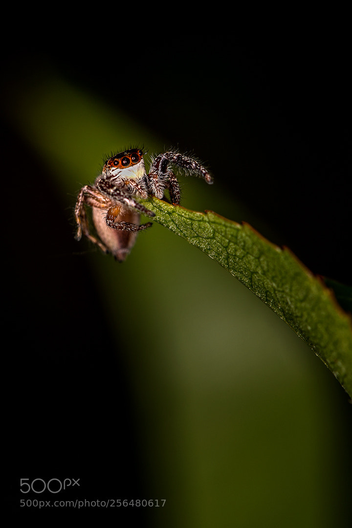 Canon EOS 5D Mark IV sample photo. Limbo photography