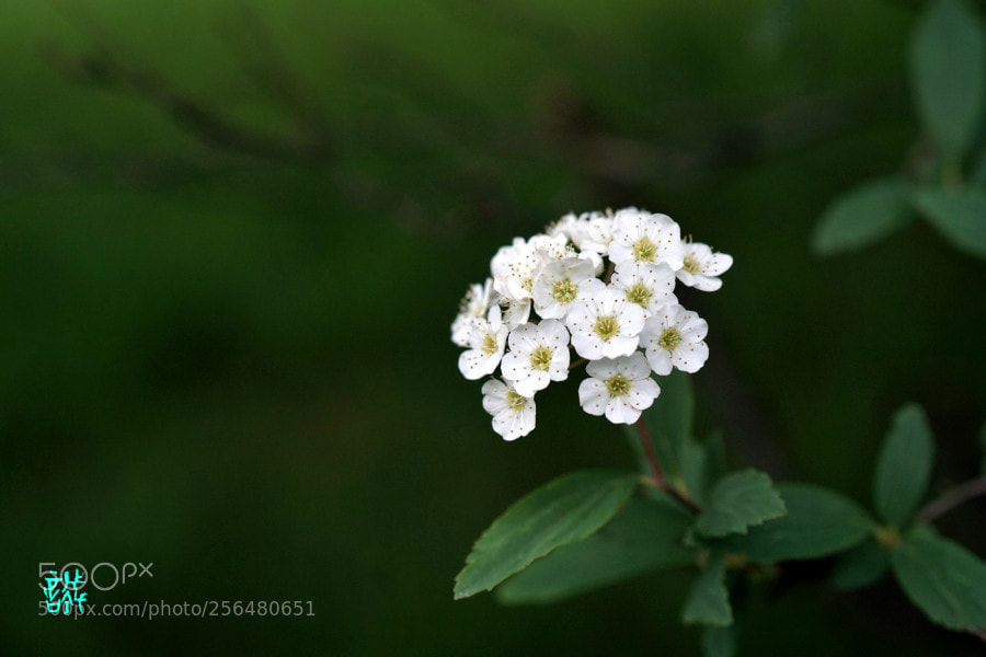 Sony a6500 sample photo. Reeves spirea 0504 photography