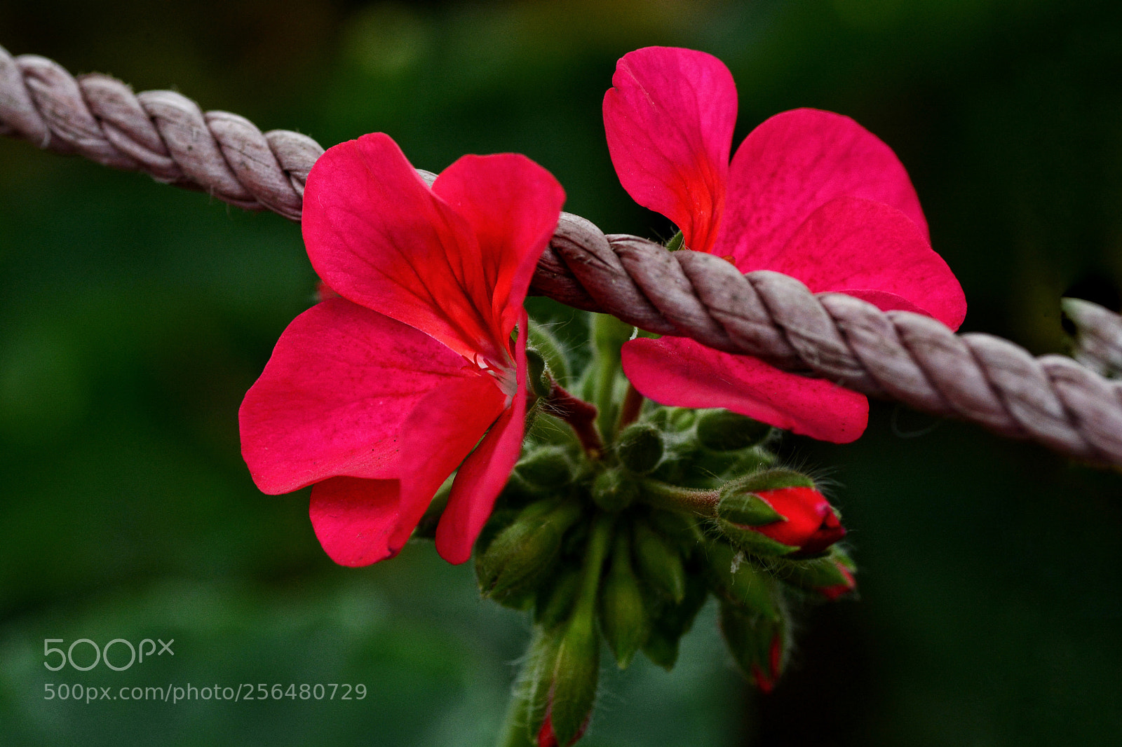 Nikon D7100 sample photo. Bq photography
