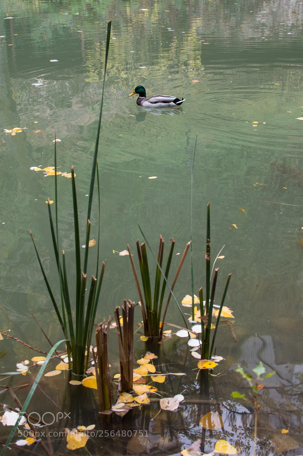Nikon D3200 sample photo. The duck photography
