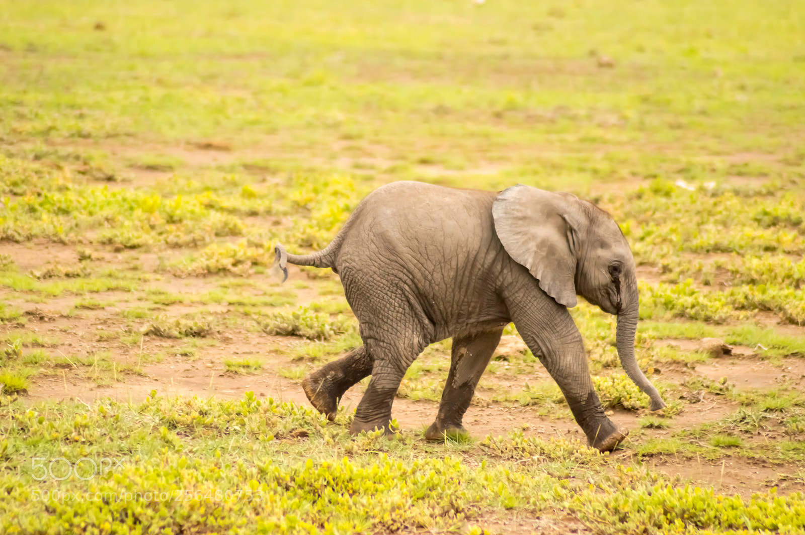 Nikon D3200 sample photo. Baby elephant coming out photography