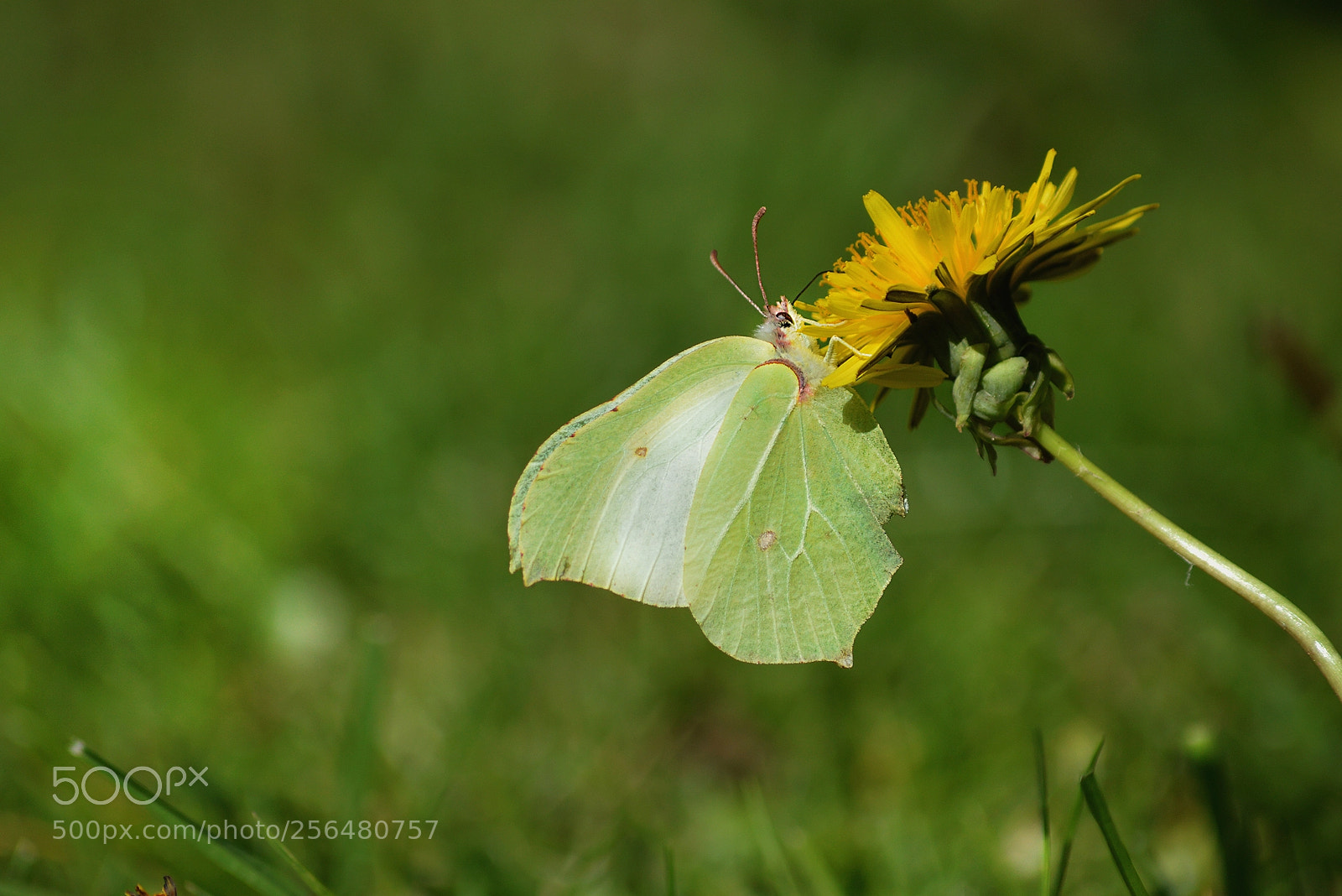 Nikon D3200 sample photo. Dsc/.butterfly photography