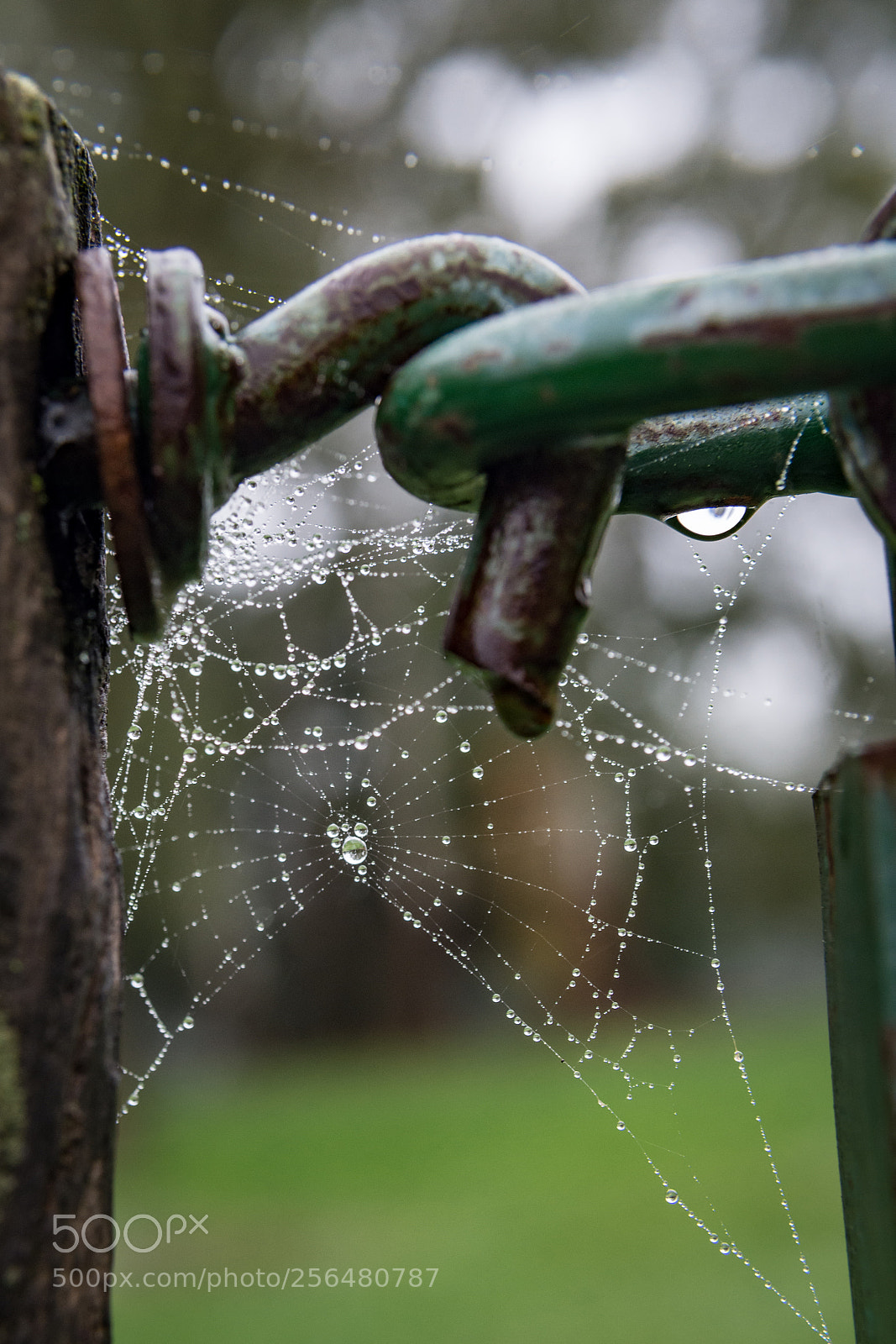 Nikon D7200 sample photo. Perlas engarzadas photography