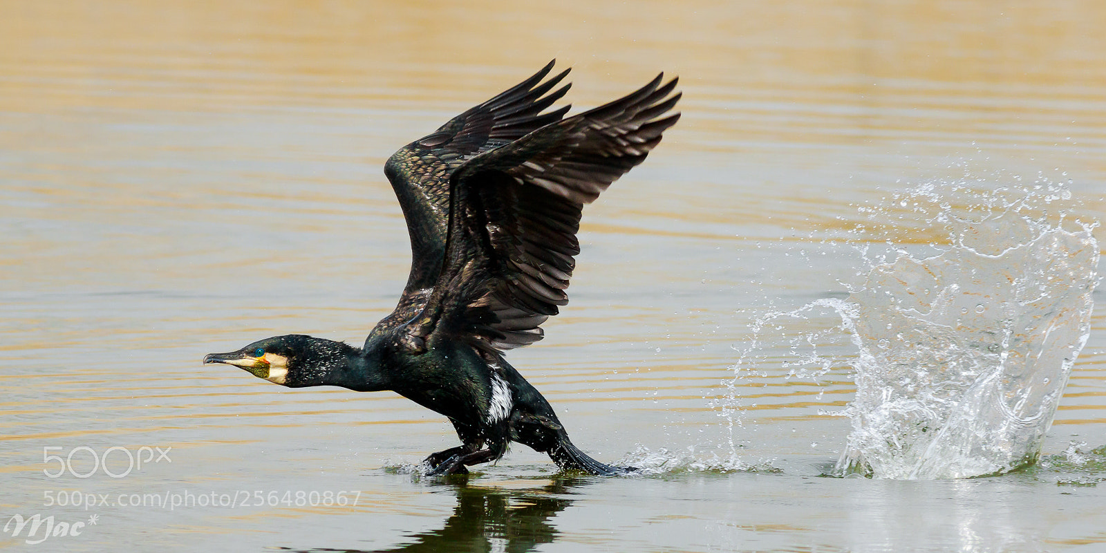Canon EOS 7D Mark II sample photo. Cormorant rises photography