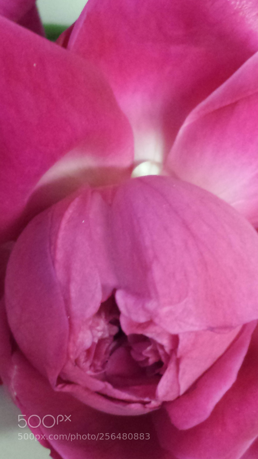 Samsung Galaxy S4 sample photo. Bella bellissima photography