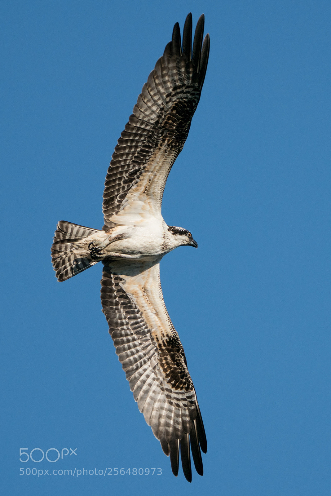 Sony a9 sample photo. Osprey flight x photography