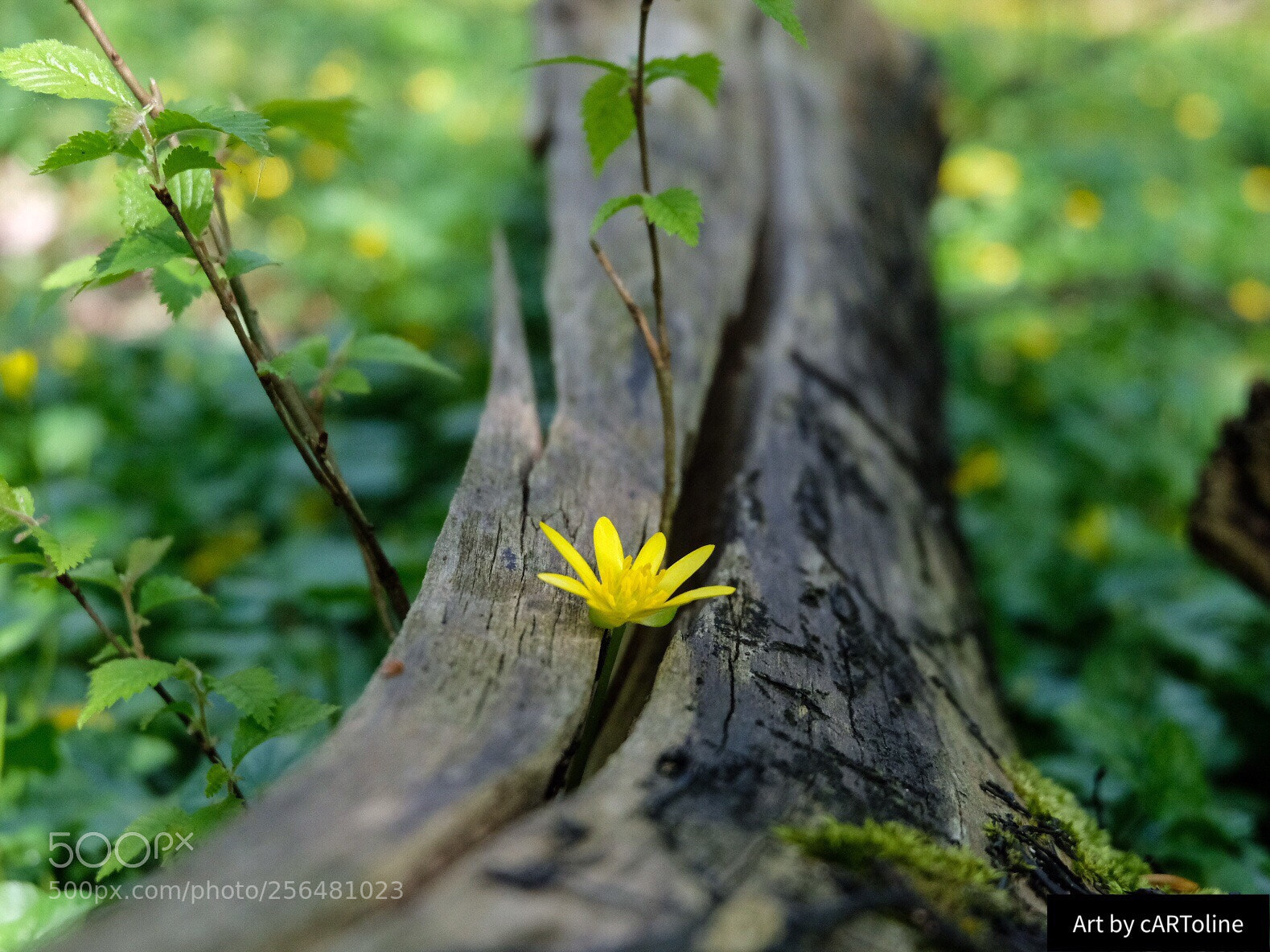 Fujifilm X-T20 sample photo. Life photography