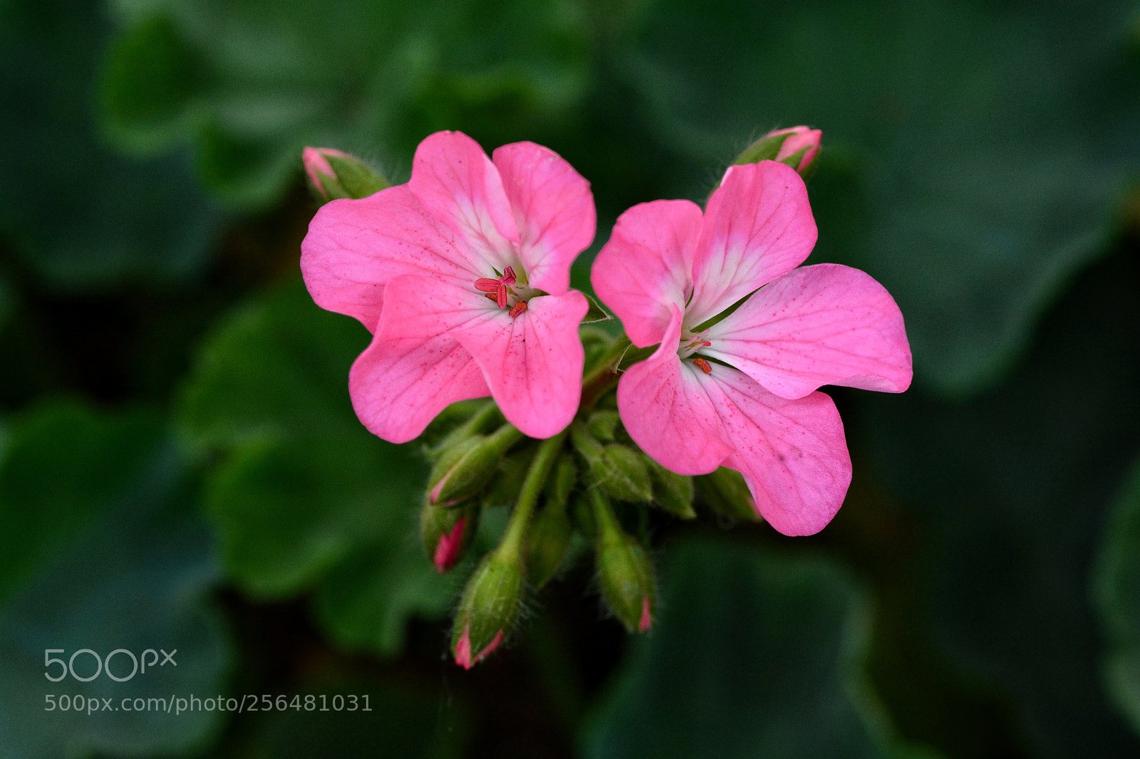 Nikon D7100 sample photo. Tlskt photography