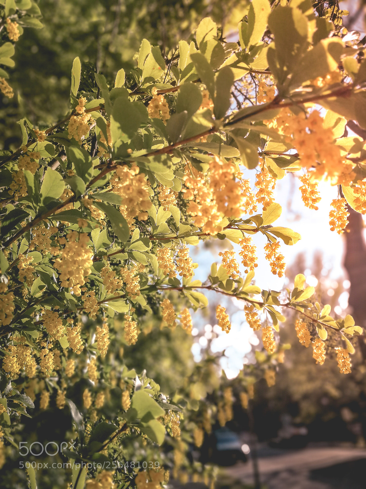 HUAWEI P10 sample photo. Lovely little yellow blossoms ? photography