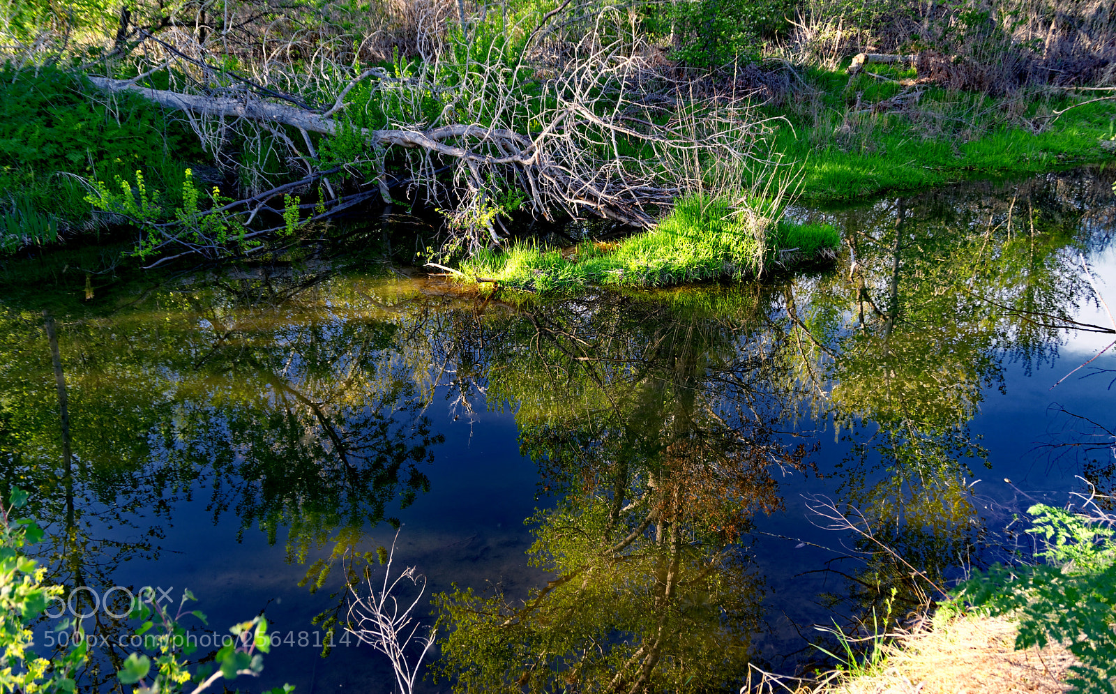 Nikon D5300 sample photo. Reflections photography