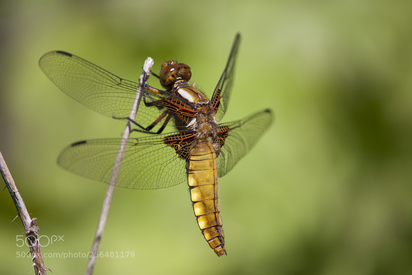 Canon EOS 50D sample photo. Dragonfly photography