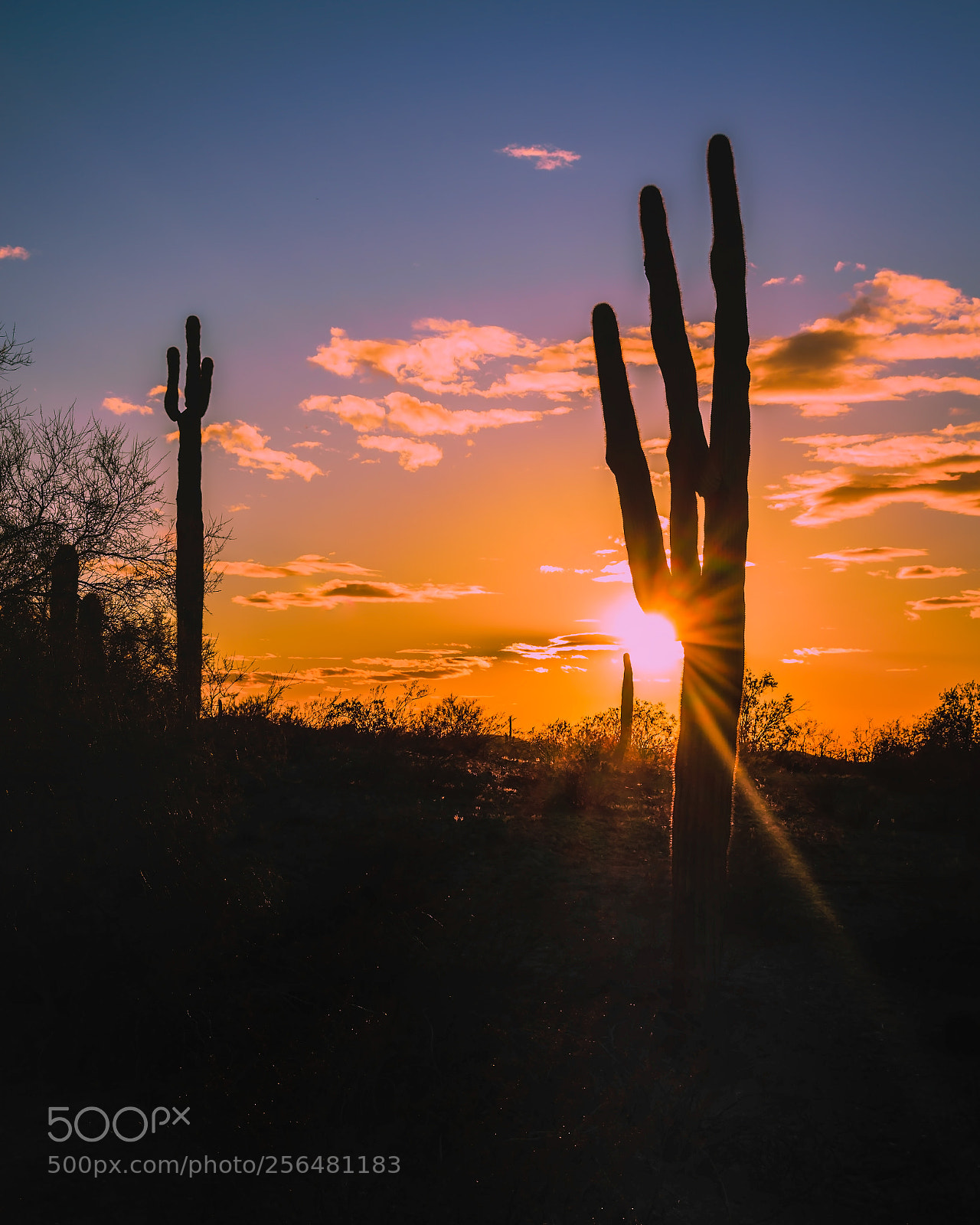 Nikon D5300 sample photo. Arizona photography