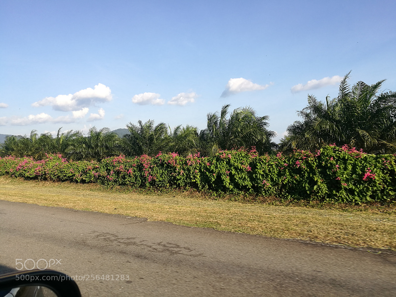 HUAWEI P9 Plus sample photo. Road to home sweet photography