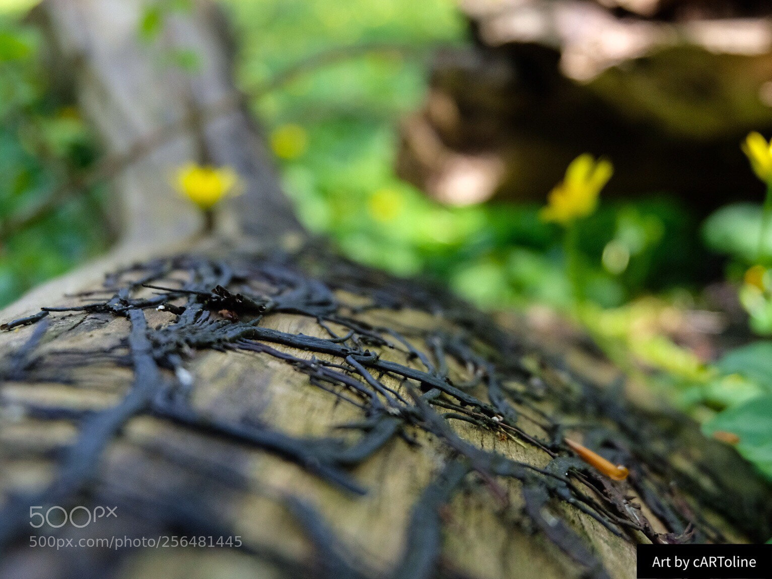 Fujifilm X-T20 sample photo. Patterns of nature photography