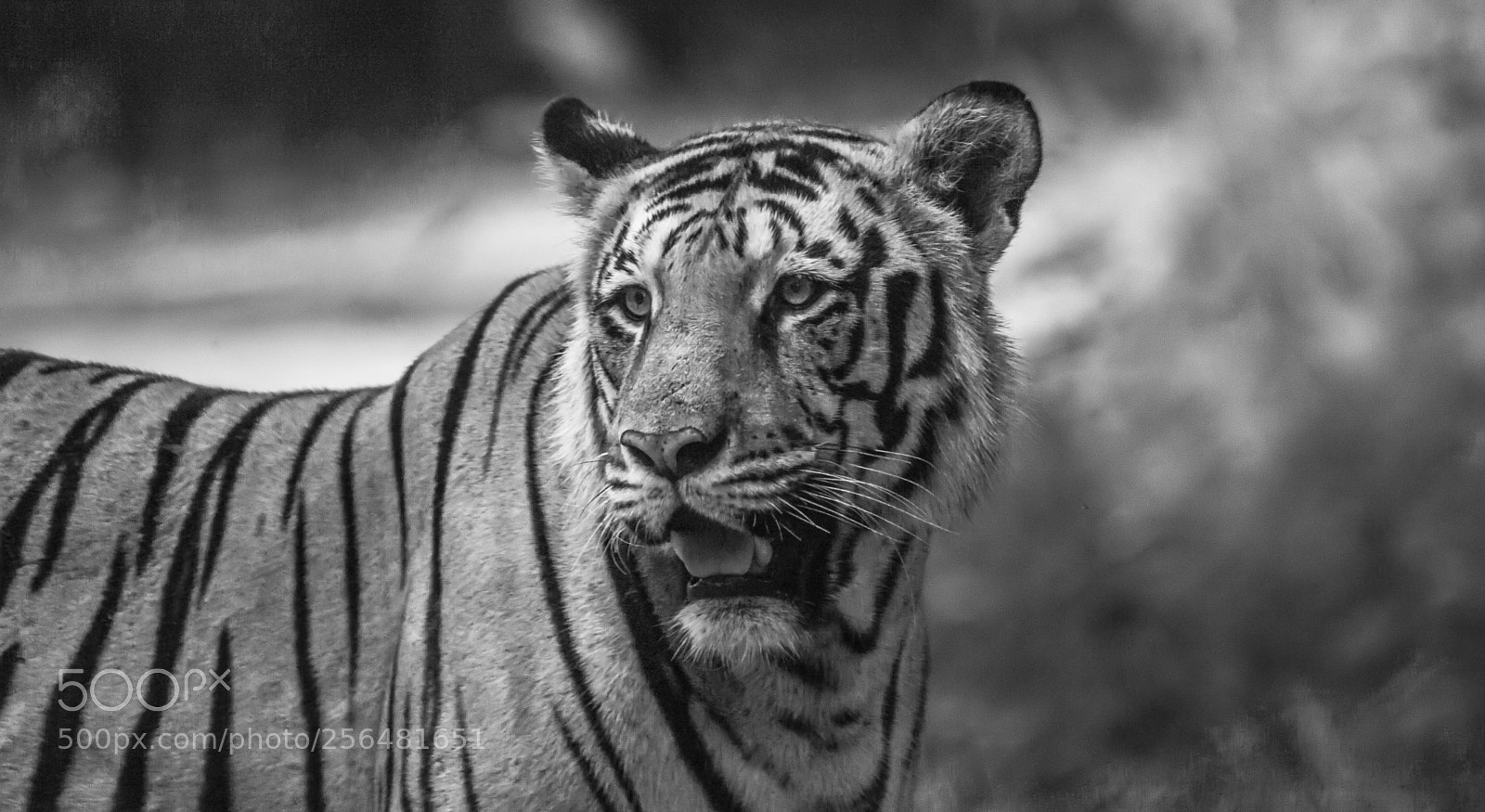 Canon EOS 5D Mark II sample photo. Tiger! photography