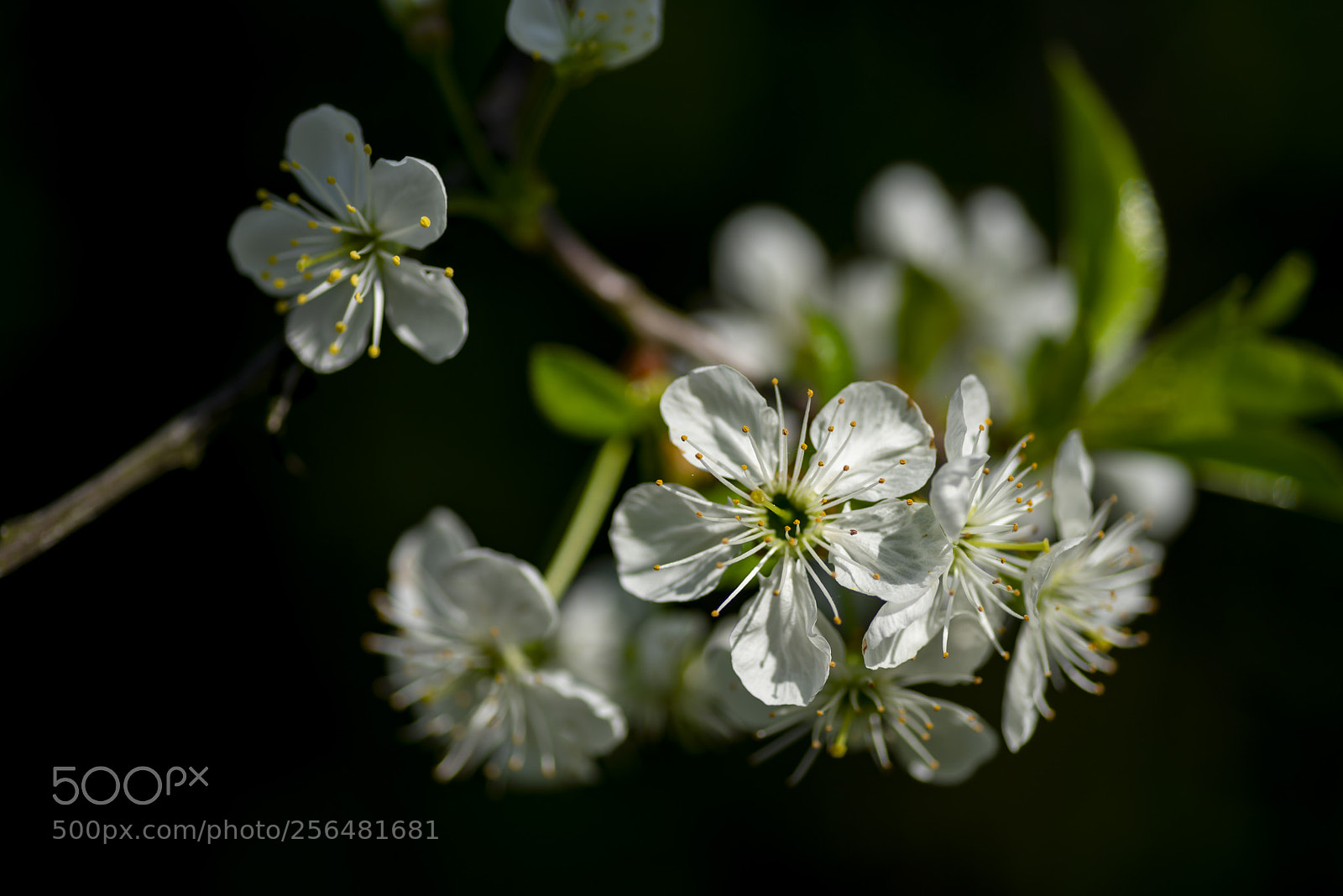 Nikon D610 sample photo. Newseason photography