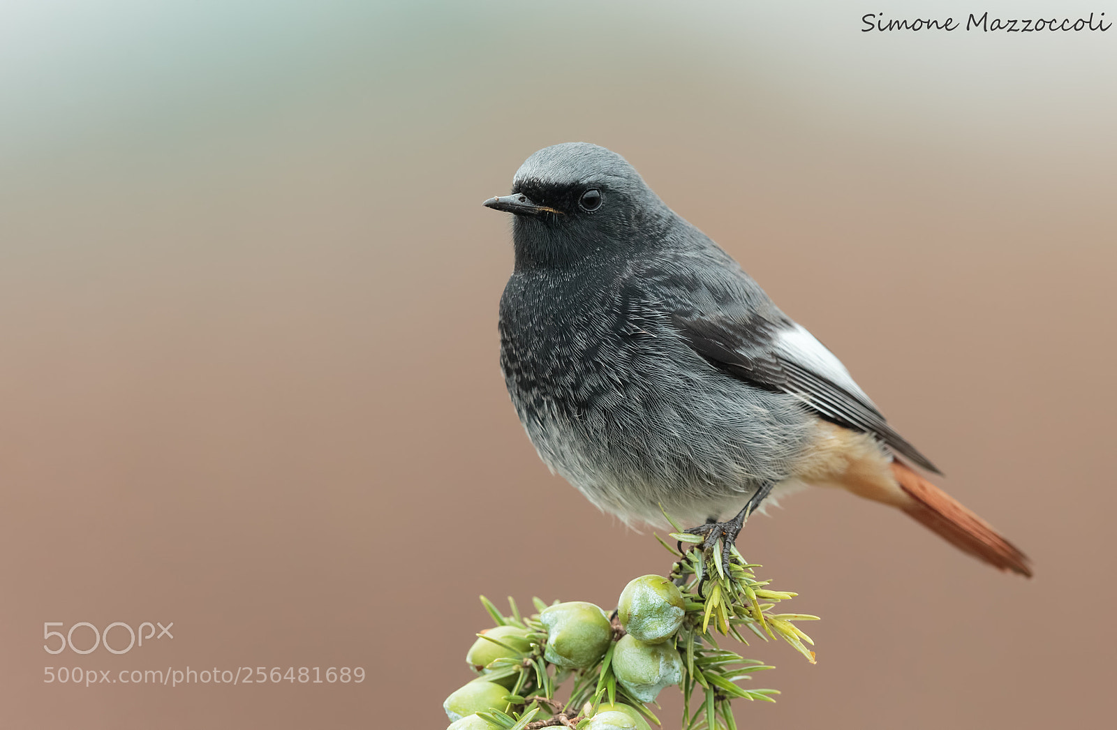 Canon EOS-1D X sample photo. Black redstart male photography