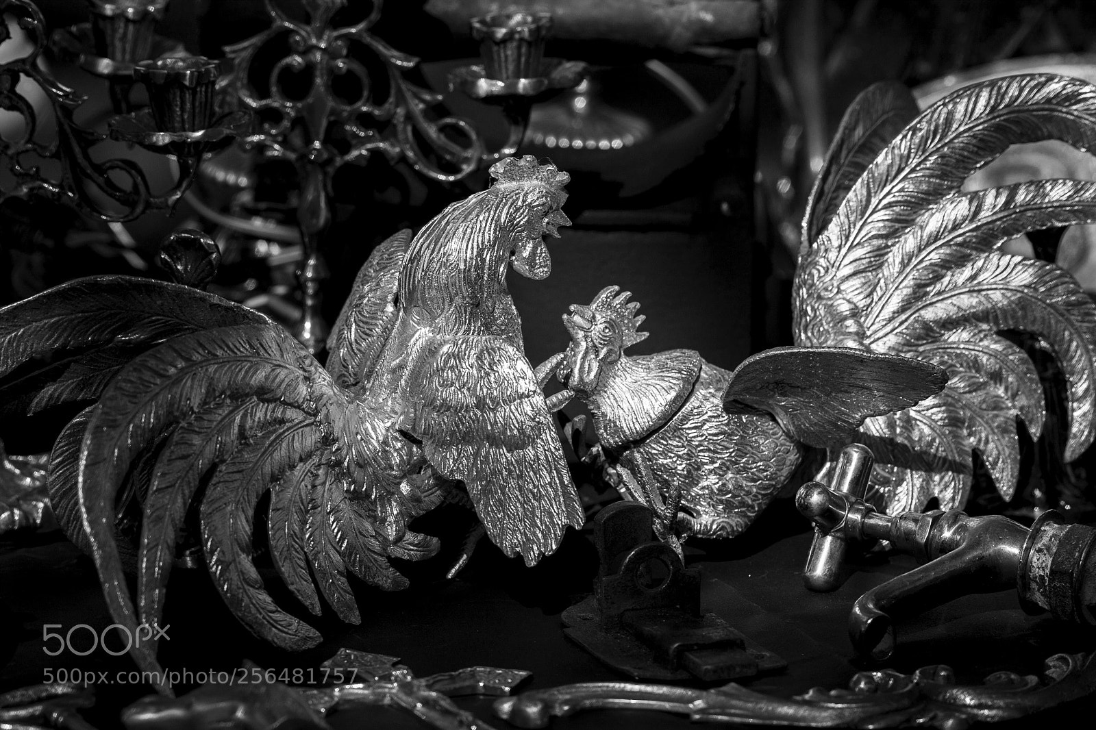 Canon EOS 5D Mark II sample photo. Galos de briga photography